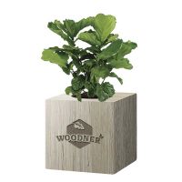 Набор для выращивания Woodner «Мистер Инжир» купить с доставкой в любой город Украины, цена от 259 грн.