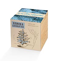 Живой куб Ecocube «Голубая Ель» купить с доставкой в любой город Украины, цена от 198 грн.