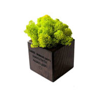Куб коричневый, салатовый мох купить с доставкой в любой город Украины, цена от 300 грн.