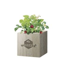 Набор для выращивания Woodner «Волшебница Земляника» купить с доставкой в любой город Украины, цена от 259 грн.