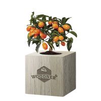Набор для выращивания Woodner «Профессор Кумкват» купить с доставкой в любой город Украины, цена от 259 грн.