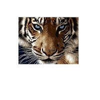 Картина-раскраска Raskras «Взгляд тигра» 40х50 см купить с доставкой в любой город Украины, цена от 320 грн.