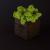 Куб коричневый, салатовый мох купить с доставкой в любой город Украины. Киев, Харьков, Одесса, Львов. Цена от 300 грн.